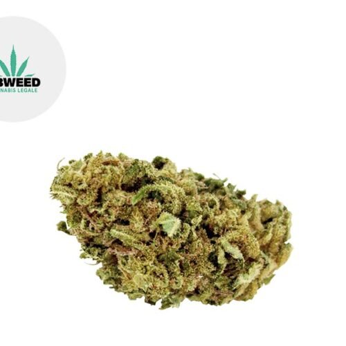 Bubble Gum CBD 9% - Cbweed