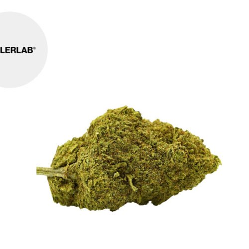 Amnesia CBD 12% - TealerLab