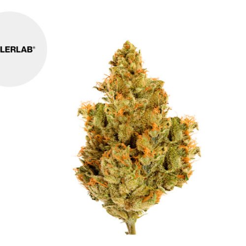 Blueberry Calilab CBD 31% - TealerLab